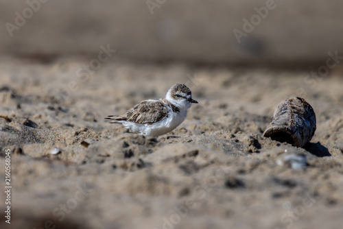 Canvas Print Plovers at the beach