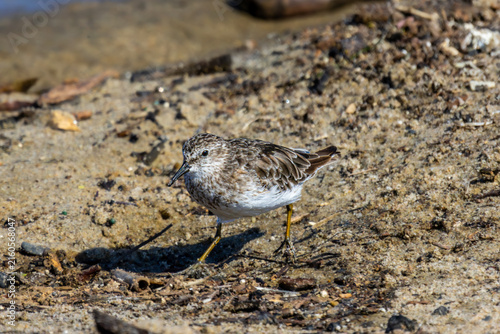 Plovers at the beach