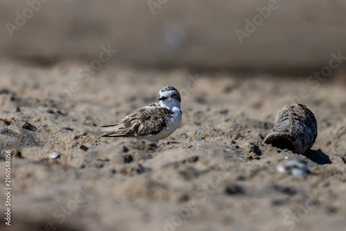 Canvas Print Plovers at the beach