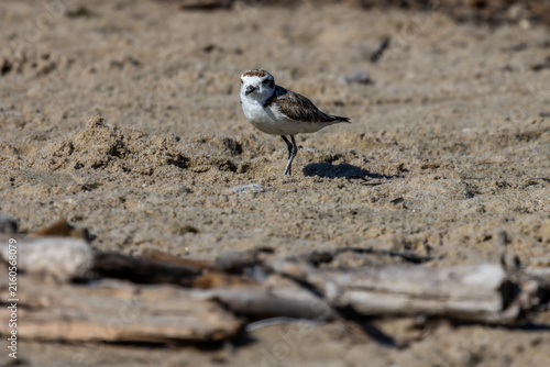 Photography Plovers at the beach