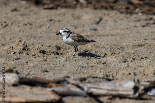 Photography Plovers at the beach