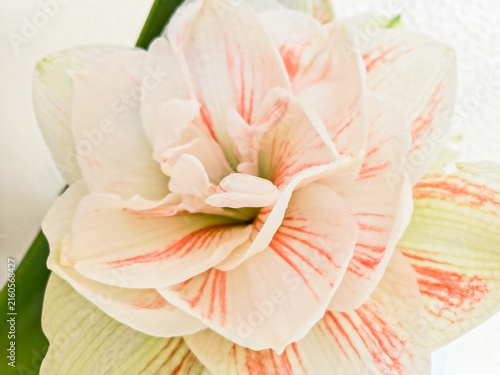 Beautiful closeup of a double white amaryllis flower with delicate pink stripes, evoking a sense of pure serenity and romantic elegance. Perfect for spa and wellness designs. Nobody.