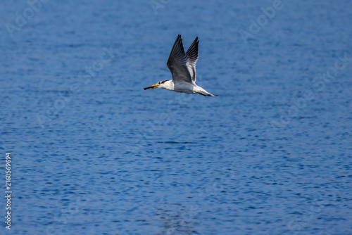 Royal Terns inflight