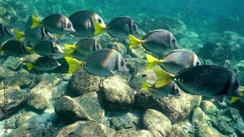 Yellow tailed surgeonfish school swimming underwater