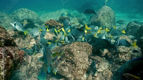 Yellowtail tang and parrotfish swimming at reef