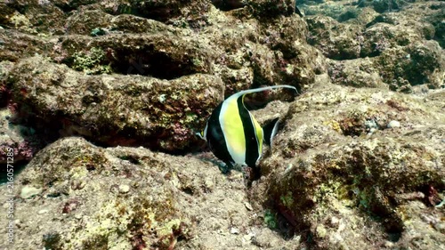 Moorish idol fish swimming over rocky seabed