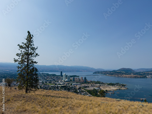 A lone evergreen tree stands on a dried up hillside with cityscape of Kelowna and lake Okanagan in the distance on a hot summer day.