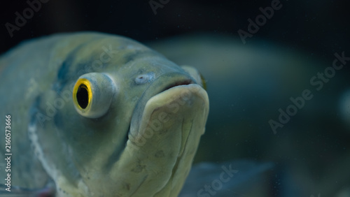 Fotografie Retrato en primer plano de la cara de un pez tropical