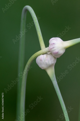 Photography Long garlic scapes intertwined as love