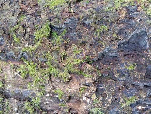 moss on the rocks