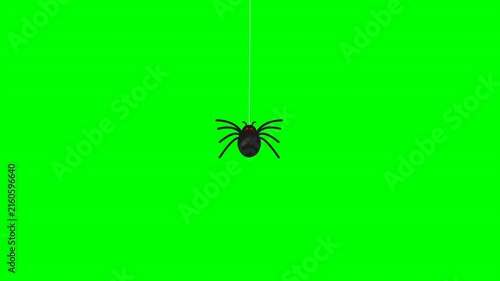 Animated spider hanging on web thread over green screen background.