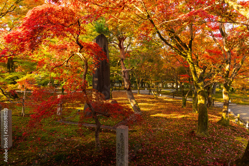 日本の風景・秋　京都　紅葉の東福寺　洗玉澗