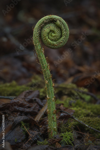 Involute fern fiddlehead in forest moss, growth and nature renewal concept