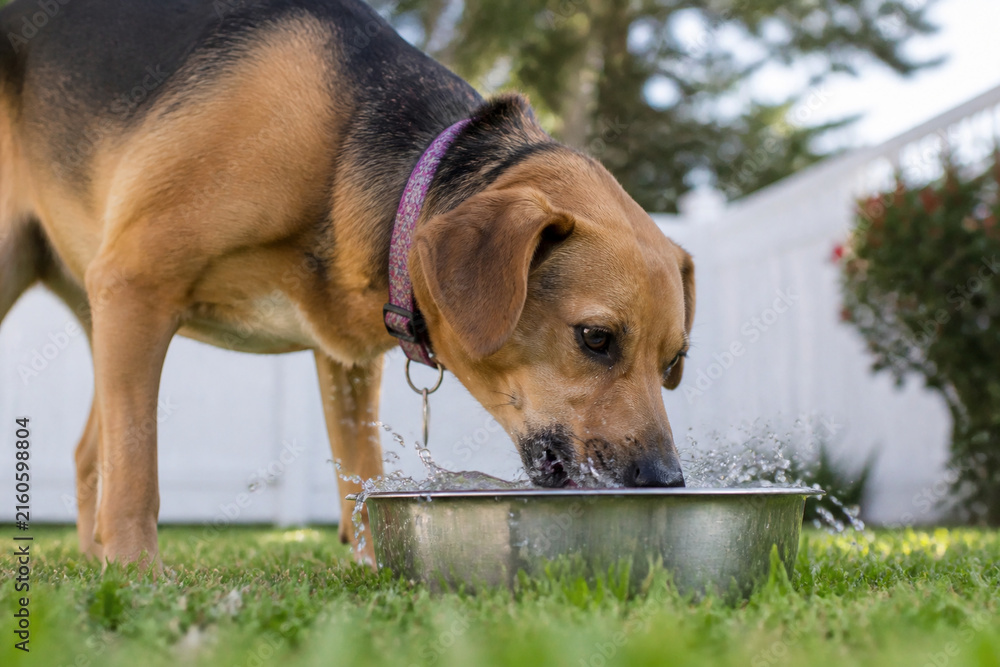 Fototapeta premium Dog drinking water from metal bowl in backyard, pet hydration and thirst
