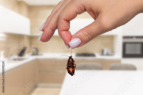фотографія Holding dead cockroach in clean kitchen
