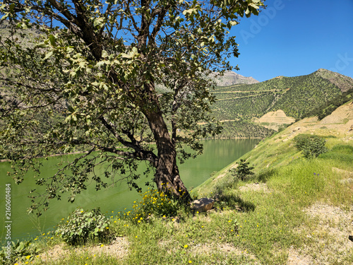 Canvas Print A leafy tree with sprawling branches and a weathered trunk stands over a wildflower-dotted bank, framing a winding emerald river beyond