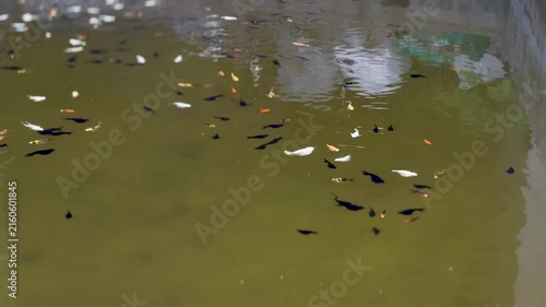 Cinematic close-up of colorful small ornamental fishes, like guppies or mollies, swimming actively in a traditional concrete fish pond. Beautiful calm green freshwater reflecting natural outdoor light