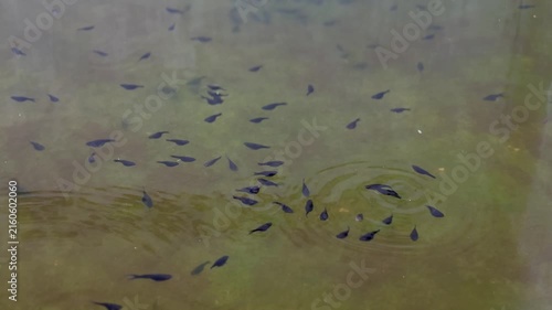 A school of tiny dark pet fishes swimming together in calm murky green water. Natural freshwater fish breeding and traditional backyard aquaculture background.