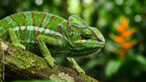 Green chameleon on branch with vivid scales in lush forest