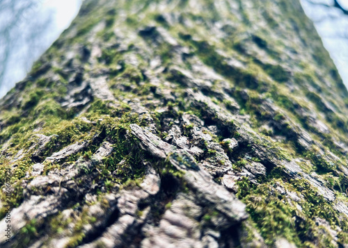 Grooved Tree