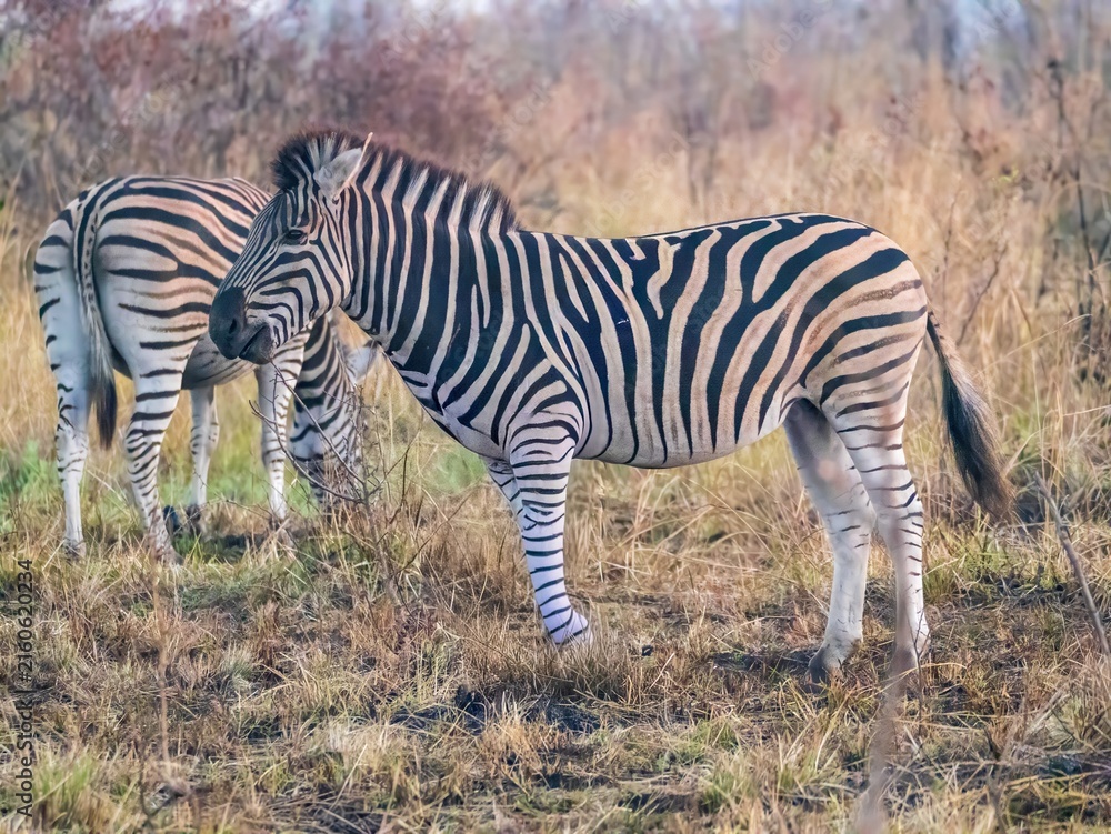 Obraz premium Plains zebras (equus quagga) grazing in grassland in Kruger National Park, South Africa