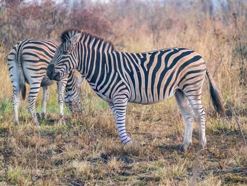 Photography Plains zebras (equus quagga) grazing in grassland in Kruger National Park, South