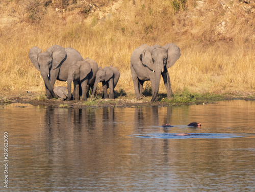 A group of elephants standing on the edge of a waterhole in Kruger National Park, with hippos swimming in front of them