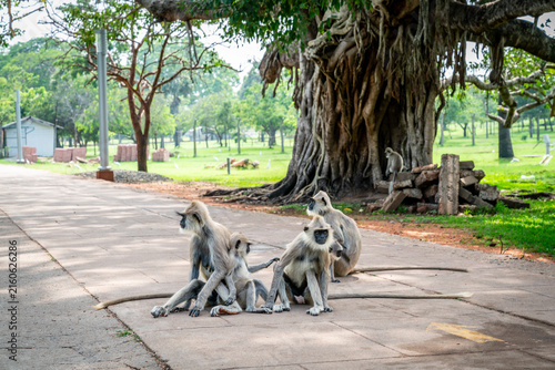 Foto Tufted gray langur family in Anuradhapura, Sri Lanka