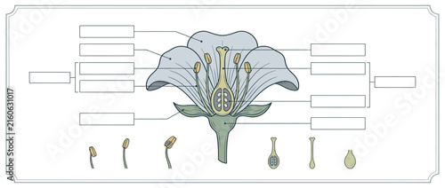 Foto Diagram of flower anatomy with labels