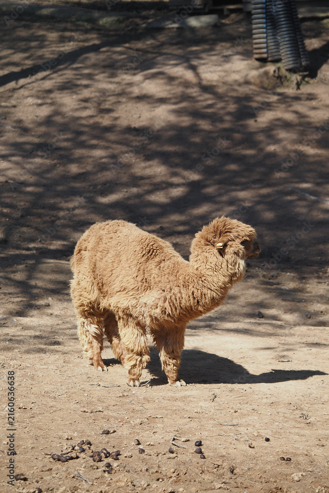 Naklejka premium fawn-colored alpaca standing on a dirt ground outdoors.