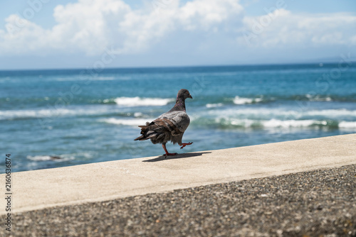 Pigeon Landing Beside the Ocean
