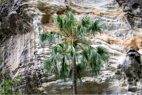 Cabbage Tree Palm from Carnarvon Gorge National Park, Queensland Australia
