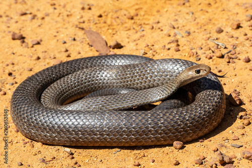 Australian Highly venomous Eastern Brown Snake