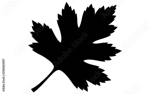 Vinca minor leaf silhouette set, periwinkle weed icon. Black plant outline for botanical illustrations, herbal brand design, nature patterns, garden symbols