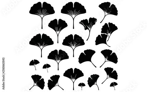 Monochrome ginkgo leaf vector collection, botanical silhouettes, black nature shapes, detailed tree foliage outline, autumn elements isolated on White Background