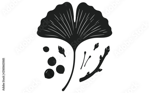 Minimalist Ginkgo leaf black vector icon set with branches, nuts and botanical elements for logo, spa and floral design isolated on White Background