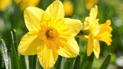 Bright yellow daffodils blooming in a sunny spring garden, showcasing delicate petals, vibrant orange centers, green stems, and a softly blurred floral background