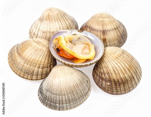 Fresh Clams with Natural Shell Texture