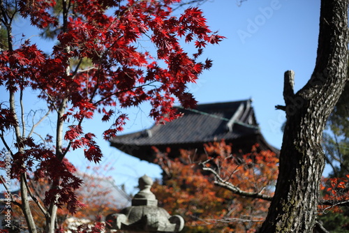 寺院の境内の紅葉