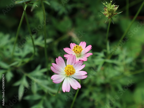 Pink flowers of kenikir (Cosmos caudatus), also known as ulam raja, blooming among green foliage in a tropical garden in rural Java, Indonesia.