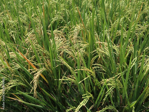 Close-up of ripening rice plants with grain-filled panicles growing in a lush green paddy field in rural Java, Indonesia.