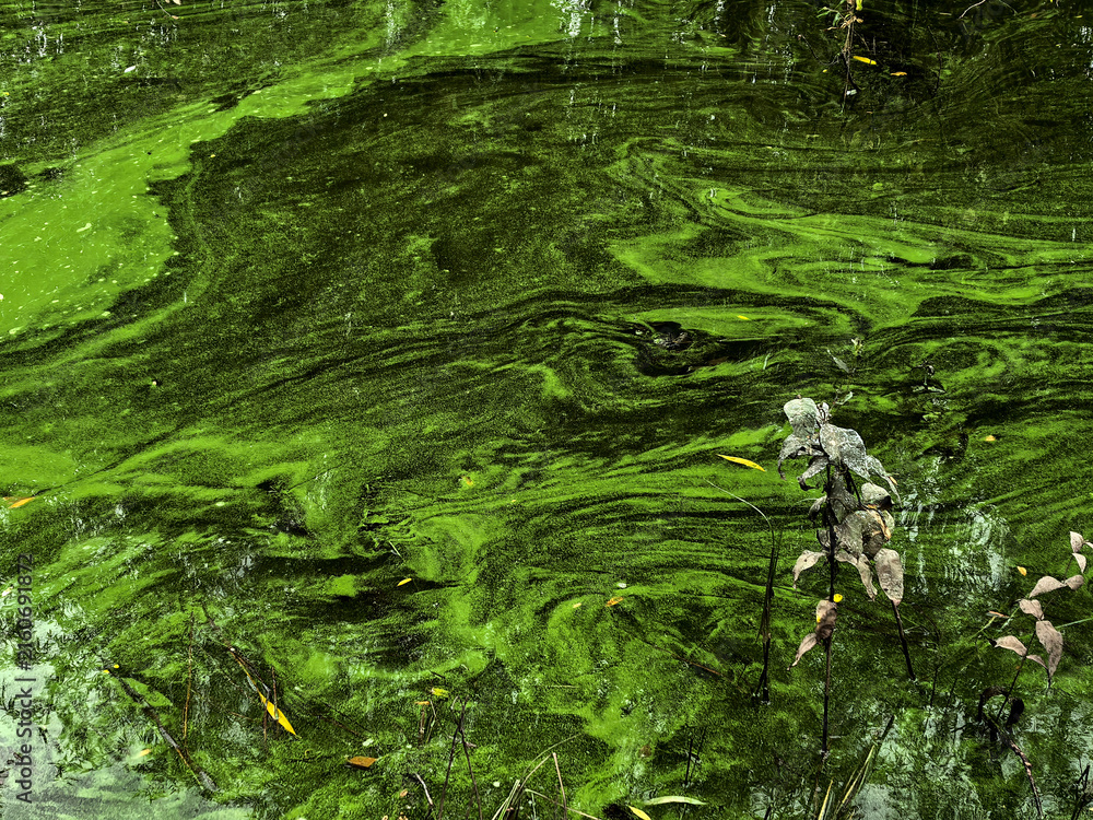 Fototapeta premium Bright Green Algae Covering Surface Of Stagnant Pond