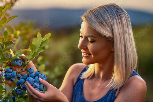 Eine Frau pflückt reife Heidelbeeren von einem Strauch