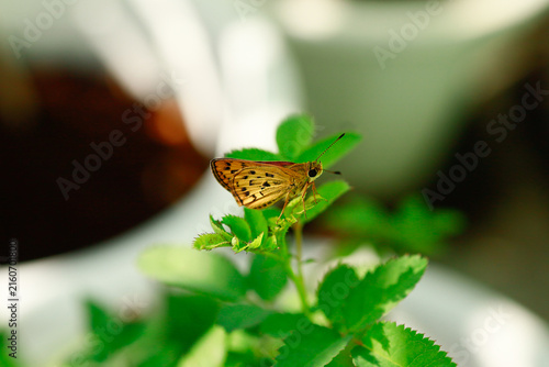 Butterflies are beautiful, small creatures.