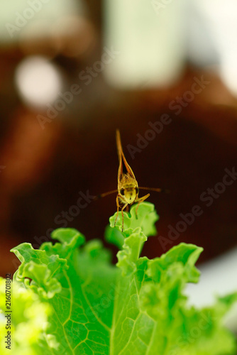 Butterflies are beautiful, small creatures.