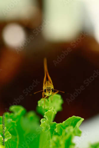 Butterflies are beautiful, small creatures.