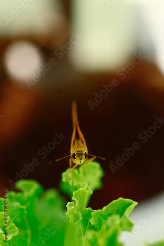Butterflies are beautiful, small creatures.