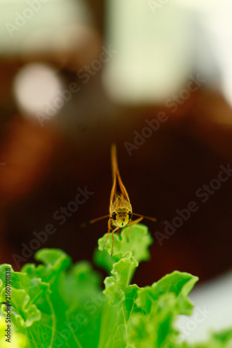 Butterflies are beautiful, small creatures.