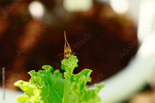 Butterflies are beautiful, small creatures.