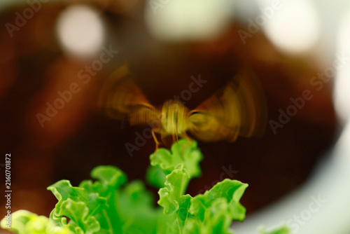 Butterflies are beautiful, small creatures.